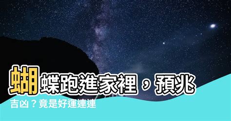 蝴蝶飛進家裡幾號|今日蝴蝶入宅，風水大師解析吉凶